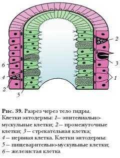 Магазин кракен дарк