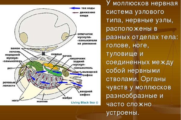 Как восстановить аккаунт в кракен